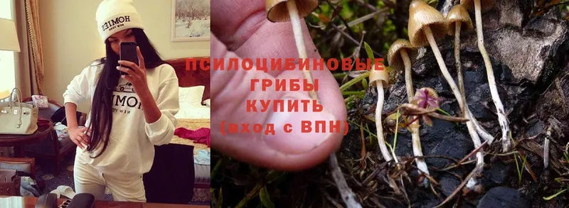 Галлюциногенные грибы MAGIC MUSHROOMS  Звенигово 